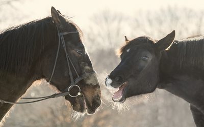 Trainer to the Stars (Equine Stars that is)