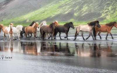 Iceland Equine Tour 2014