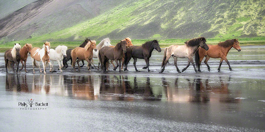 Iceland Equine Tour 2014