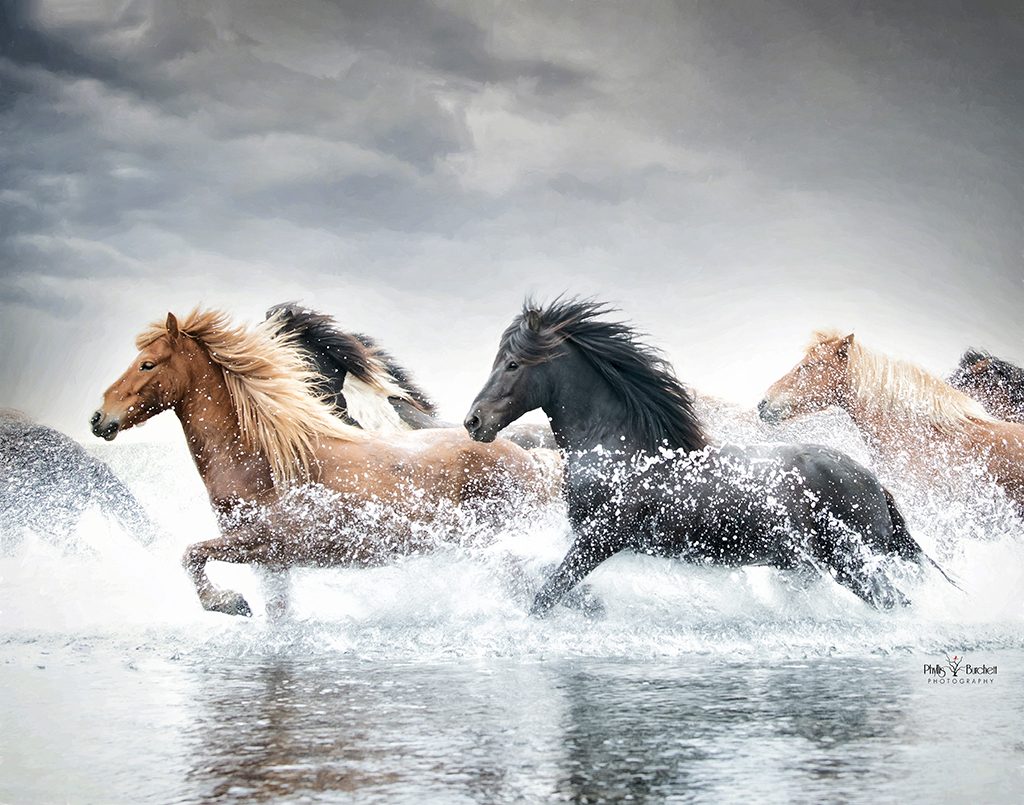 icelandic horses photography