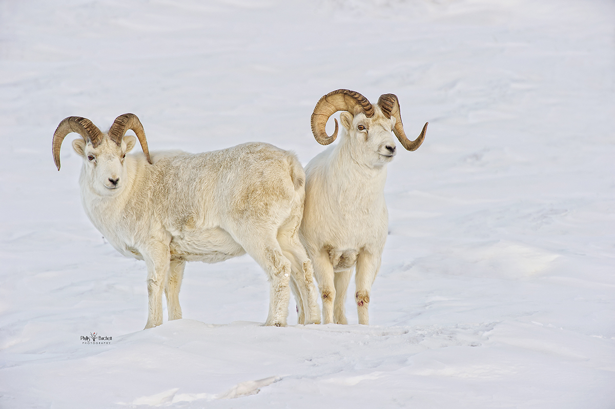 rams in snow photography