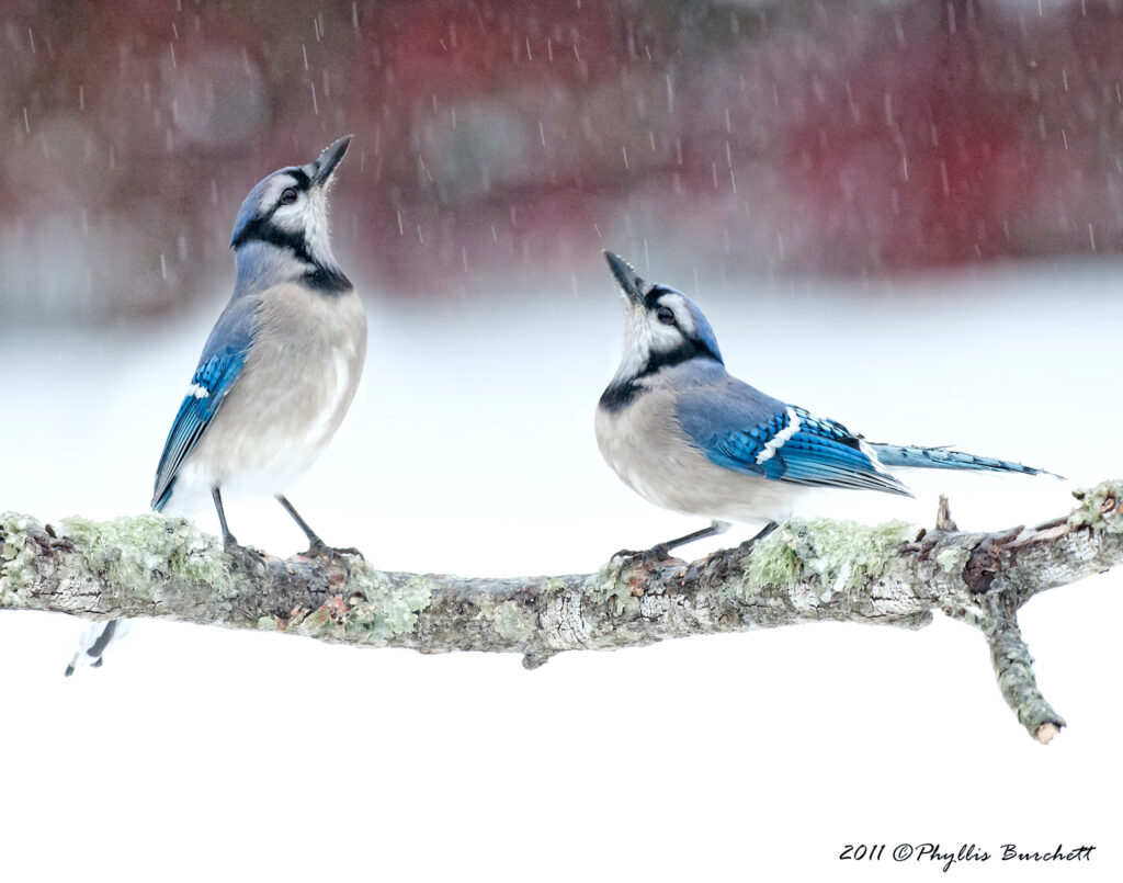 birds in snow photography