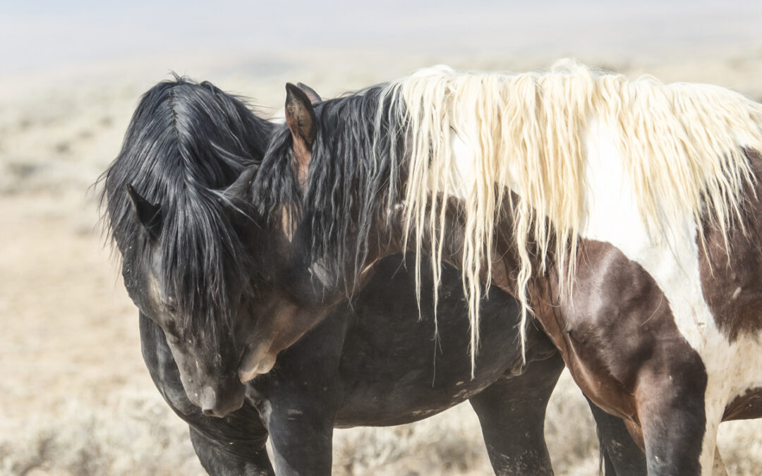 Tips for Photographing Wild Horses