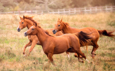 Photographing Horses at Liberty