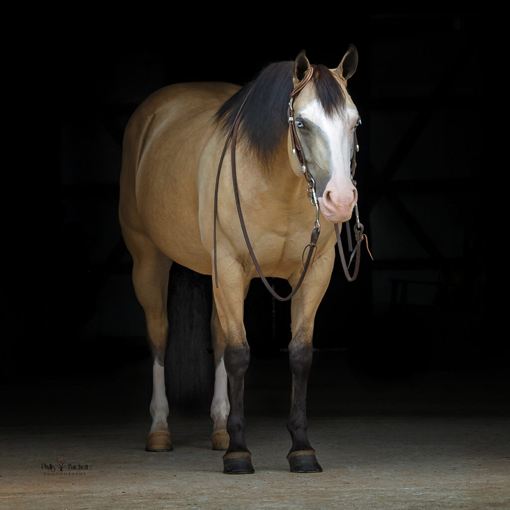 black background equine portraits