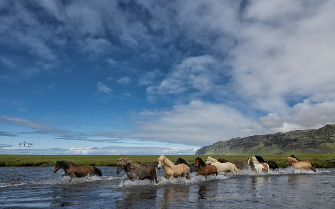 Iceland Equine Photo Tour