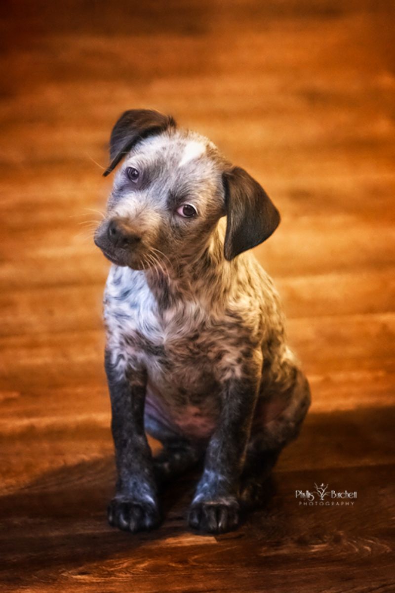 heeler puppy