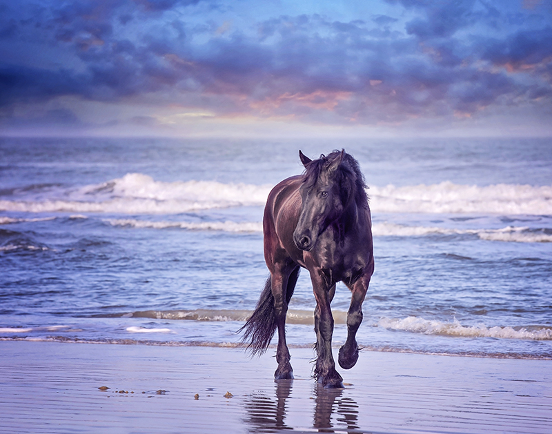 Horses on the Beach Art