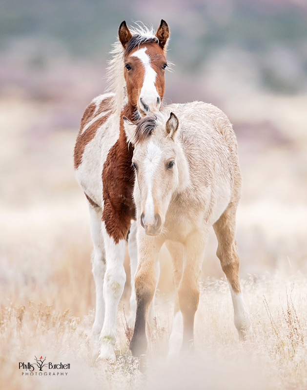 Wild Horse Gallery