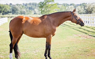 Lessons I Learn From My Dog