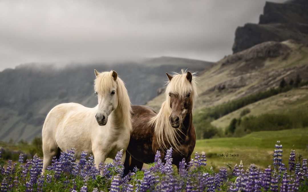 2024 Iceland Equine Photo Tour