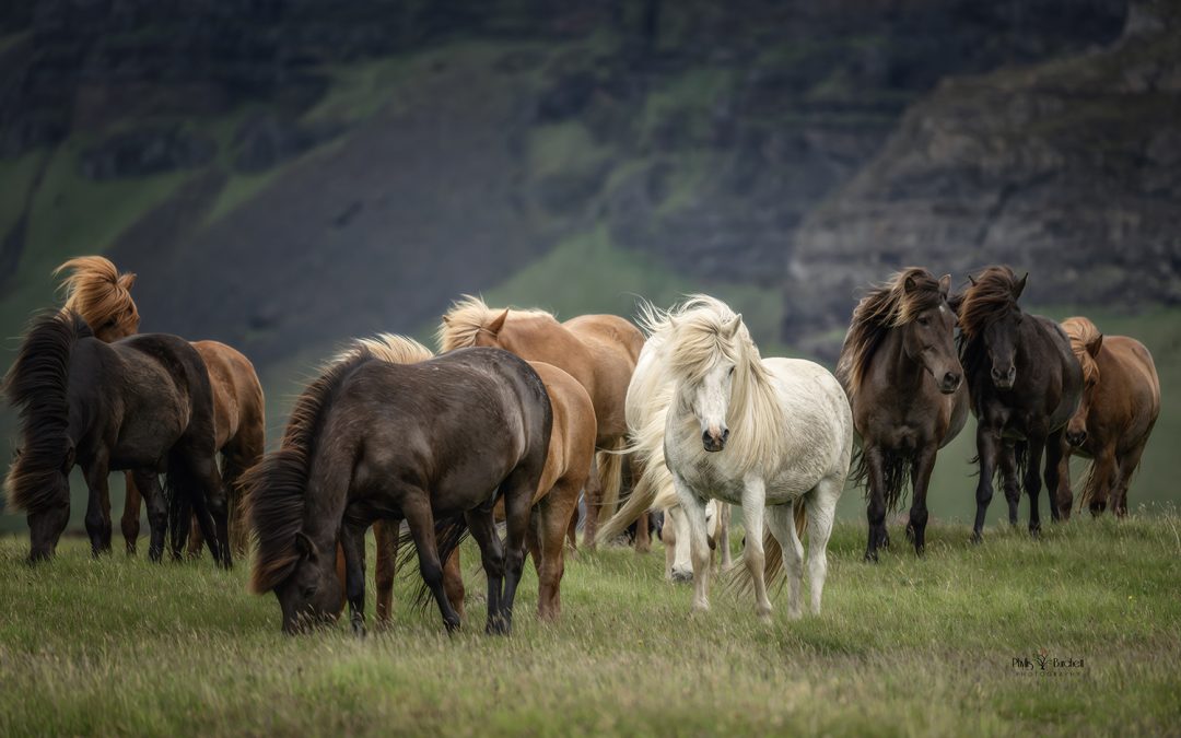 2025 Iceland Equine Photo Tour, June 15-21 *FULL