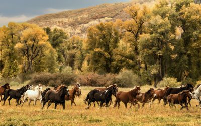 Shooting Fall Color