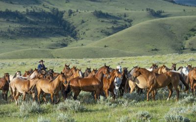 Capturing the Herd