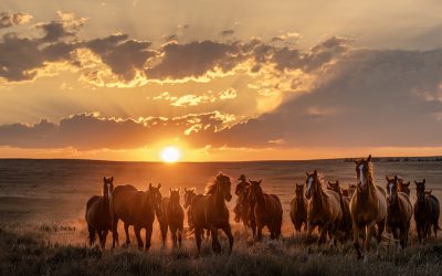 Dryhead Ranch, a Photographer’s Playground