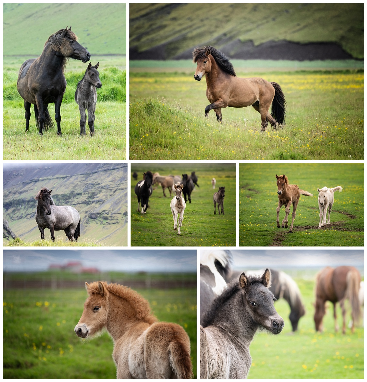 A collage of Icelandic horses in various natural settings and close-ups.