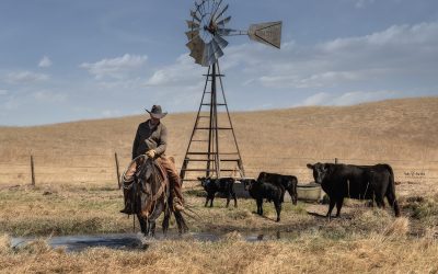 My Return to the Sandhills
