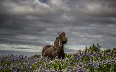 Iceland Equine Photo Tour