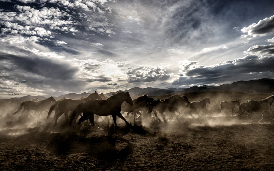 Western Photography at it’s finest at the Cottonwood Ranch
