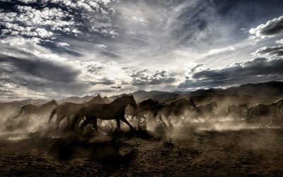 Western Photography at it’s finest at the Cottonwood Ranch
