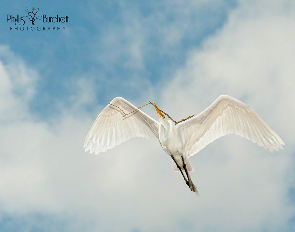 Up and Away - Great Egret