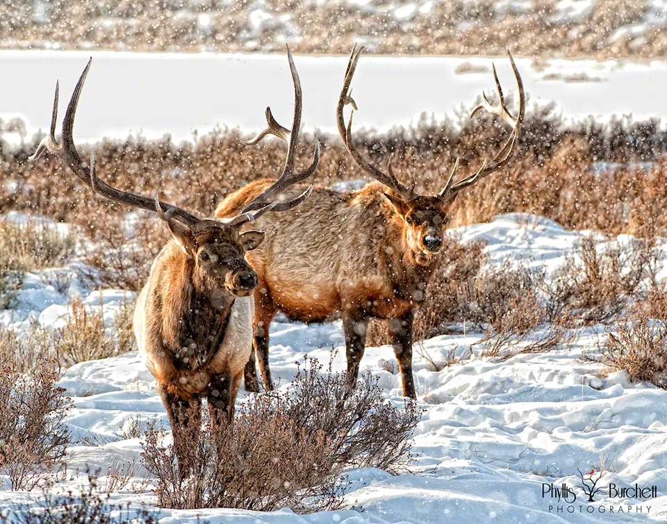 Yellowstone Elk